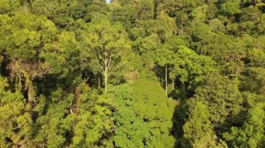Mangrove ormanı, bataklık ve nehir, hava aracından.
