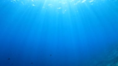 Bir sürü renkli balıkla temiz mavi sualtı yaşamı.