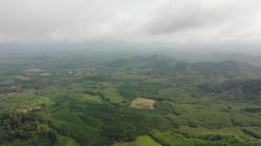 Mangrove ormanı, bataklık ve nehir, hava aracından.