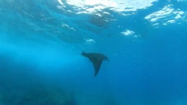 Temiz mavi deniz suyunda Stingray