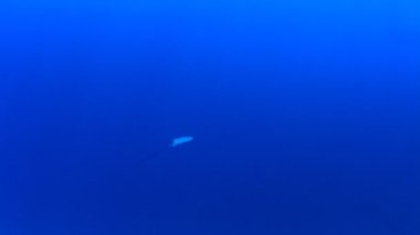 Temiz mavi deniz suyunda Stingray