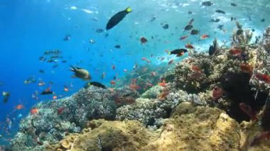 Bir sürü renkli balıkla temiz mavi sualtı yaşamı.