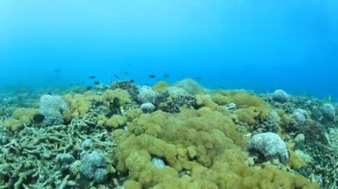 Bir sürü renkli balıkla temiz mavi sualtı yaşamı.