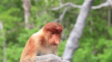 Borneo, Malezya yağmur ormanlarında hortum maymunu
