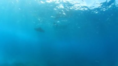 Temiz mavi deniz suyunda Stingray