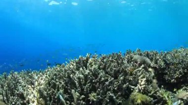 Bir sürü renkli balıkla temiz mavi sualtı yaşamı.