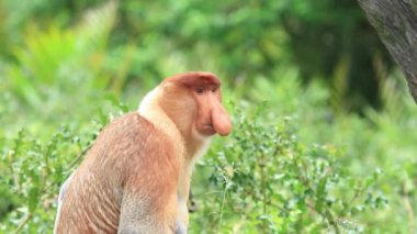 Borneo, Malezya yağmur ormanlarında hortum maymunu