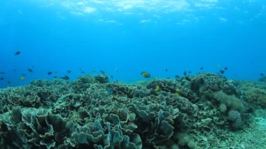 Bir sürü renkli balıkla temiz mavi sualtı yaşamı.