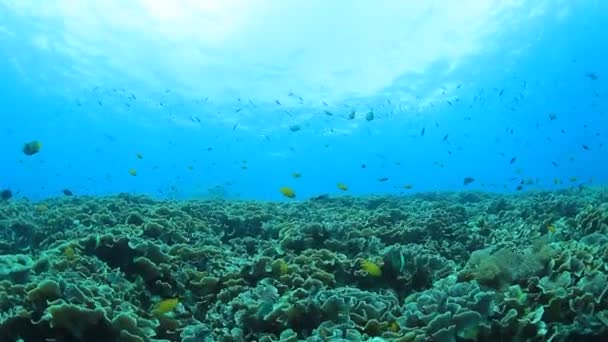 Limpiar Vida Submarina Azul Con Muchos Peces Colores — Vídeo de stock