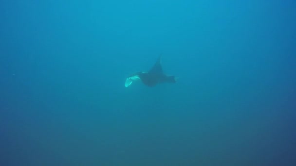 Stingray Agua Mar Azul Limpia — Vídeo de stock