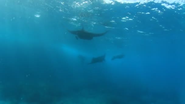 Stingray Puhtaassa Sininen Merivesi — kuvapankkivideo