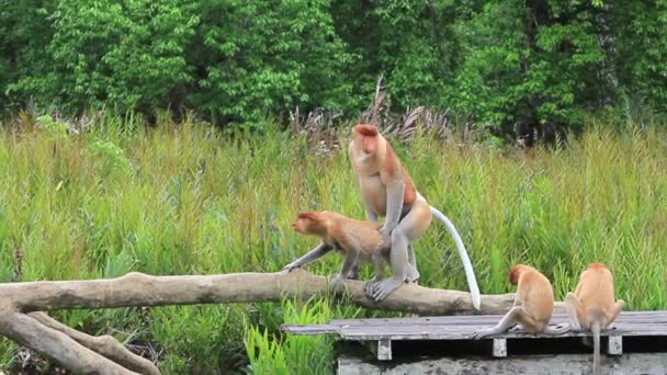 Proboscis Macacos Têm Acasalamento Sexo — Vídeo de Stock