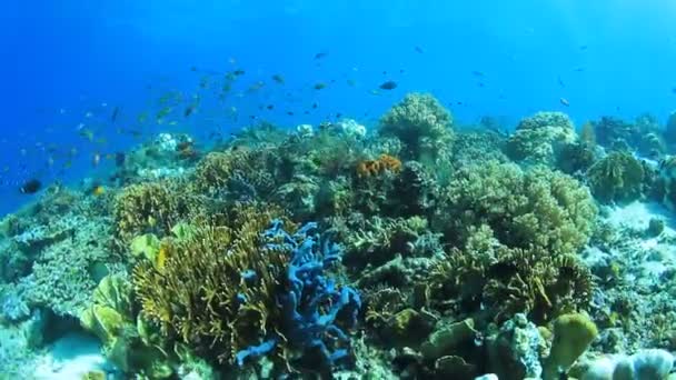Sauberes Blaues Unterwasserleben Mit Vielen Bunten Fischen — Stockvideo