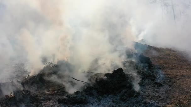 Un feu de forêt. Déforestation. Vue aérienne de la forêt tropicale de jungle détruite en Asie du Sud-Est