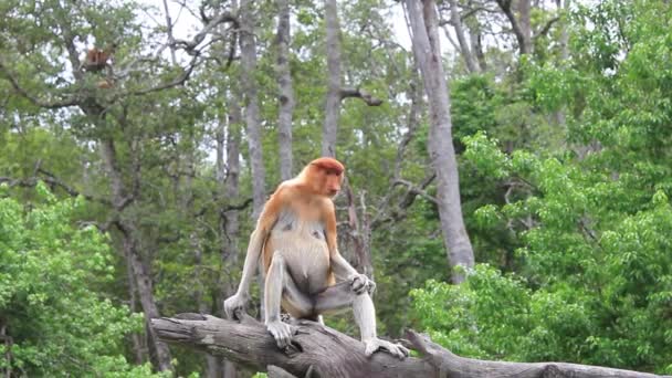 Proboscis Monkey Στο Τροπικό Δάσος Του Βόρνεο Μαλαισία — Αρχείο Βίντεο