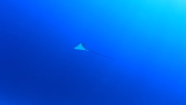 Stingray Agua Mar Azul Limpia — Vídeo de stock