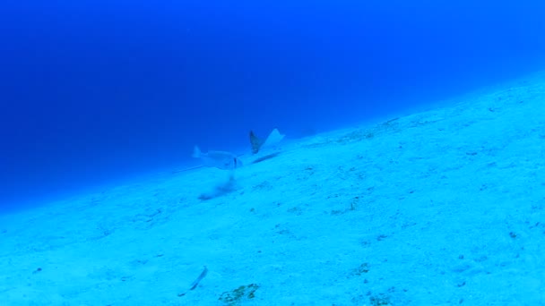 エキゾチックな魚で青い海底生活をきれいにする — ストック動画