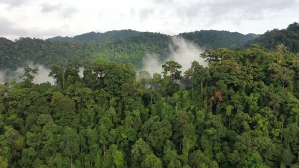 Regenwoud Wolken Luchtfoto Van Regenwoud Jungle Mist Mist Bergen Zuidoost — Stockvideo