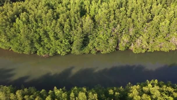 Forêt Mangroves Marais Rivière Drone Aérien — Video