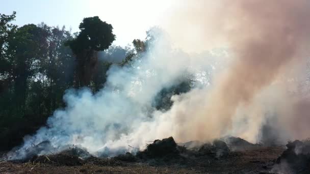 Bosbrand Ontbossing Luchtfoto Van Jungle Regenwoud Verwoest Zuidoost Azië — Stockvideo