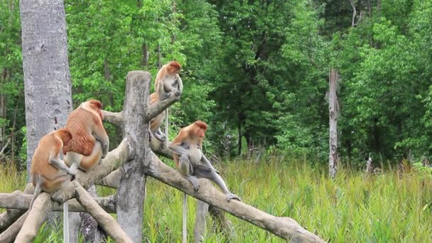 Proboscide Scimmie Nutrirsi Santuario Animale Labuk Bay Borneo Malesia — Video Stock