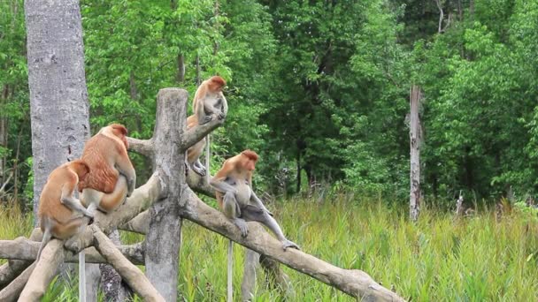 Proboscis Monkeys Feed Animal Sanctuary Labuk Bay Borneo Malaysia — Stock Video © richcarey #381006720 Proboscis Monkeys Feed Animal Sanctuary Labuk Bay Borneo Malaysia — Stock Video © richcarey #381006720