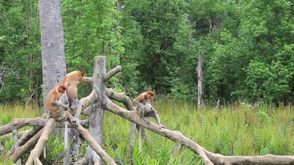 Proboscide Scimmie Nutrirsi Santuario Animale Labuk Bay Borneo Malesia — Video Stock