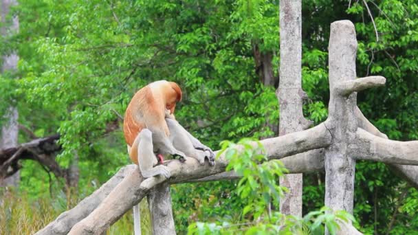 Proboscis Monkey Borneon Sademetsässä Malesiassa — kuvapankkivideo