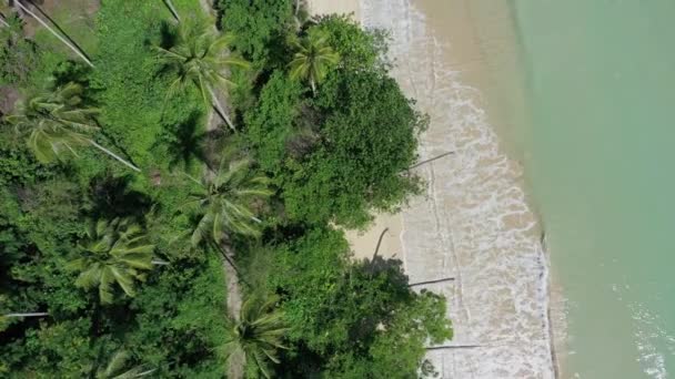 Tropikal Plaj Alçalan Hava Aracının Palmiye Ağaçları — Stok video