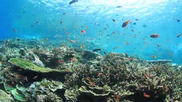 多くのカラフルな魚ときれいな青い海底生活 — ストック動画