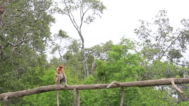马来西亚婆罗洲热带雨林中的Proboscis猴 — 图库视频影像
