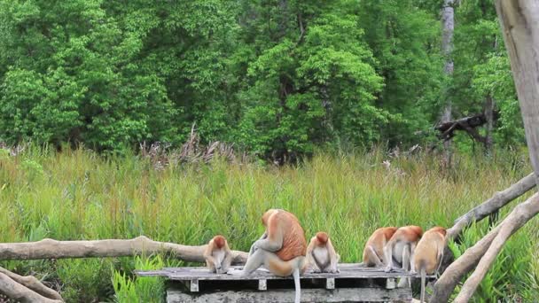 Προβοσκίδες Μαϊμούδες Ζωοτροφές Στο Καταφύγιο Ζώων Labuk Bay Βόρνεο Μαλαισία — Αρχείο Βίντεο