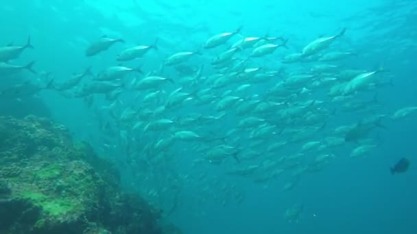 Pulito Blu Vita Sottomarina Con Molti Pesci Colorati — Video Stock