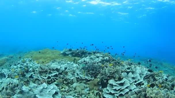 Kehidupan Bawah Laut Biru Bersih Dengan Banyak Ikan Berwarna Warni — Stok Video