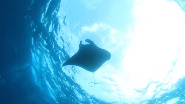 Stingray Água Mar Azul Limpo — Vídeo de Stock
