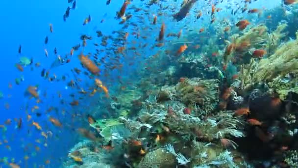 Limpiar Vida Submarina Azul Con Muchos Peces Colores — Vídeo de stock