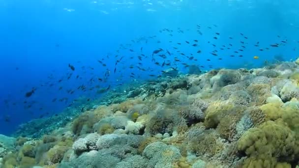 有许多五彩斑斓的鱼的干净的蓝色海底生活 — 图库视频影像