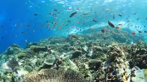 Bir Sürü Renkli Balıkla Temiz Mavi Sualtı Yaşamı — Stok video