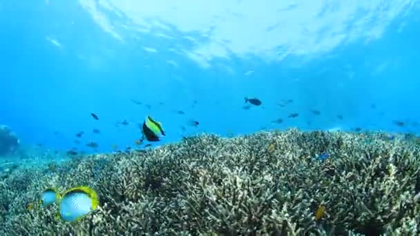 Limpiar Vida Submarina Azul Con Muchos Peces Colores — Vídeo de stock