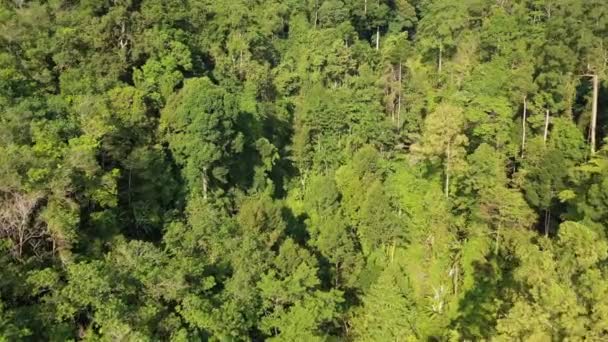 Forêt Mangroves Marais Rivière Drone Aérien — Video