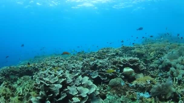 Sauberes Blaues Unterwasserleben Mit Vielen Bunten Fischen — Stockvideo
