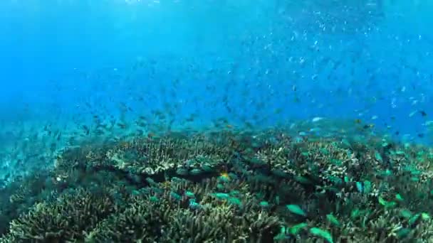 Limpiar Vida Submarina Azul Con Muchos Peces Colores — Vídeo de stock