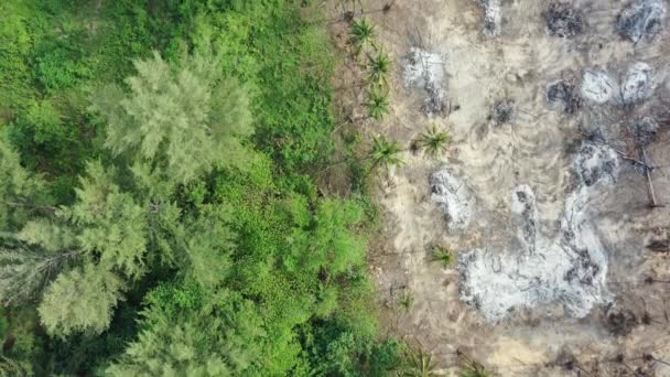 Registrazione Deforestazione Della Foresta Abbattere Gli Alberi Industria Del Legno — Video Stock