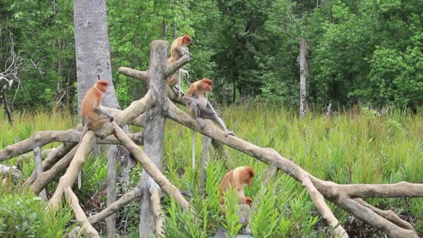 Proboscide Scimmie Nutrirsi Santuario Animale Labuk Bay Borneo Malesia — Video Stock