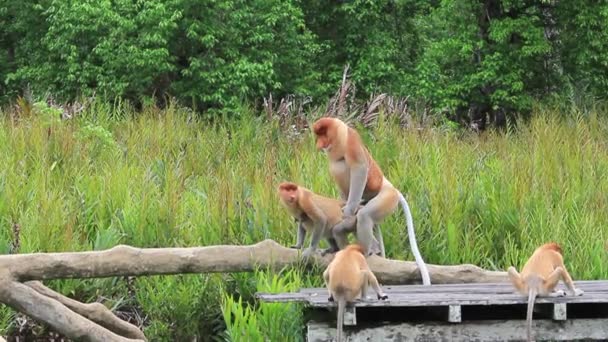 Proboscis Monkeys Uprawiają Seks Godowy — Wideo stockowe