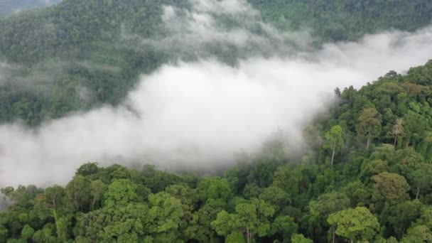 Δάσος Και Σύννεφα Αεροφωτογραφία Της Ζούγκλας Του Τροπικού Δάσους Ομίχλη — Αρχείο Βίντεο