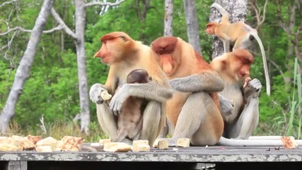 Proboscis Monkeys Feed Animal Sanctuary Labuk Bay Borneo Malaysia — Stock Video