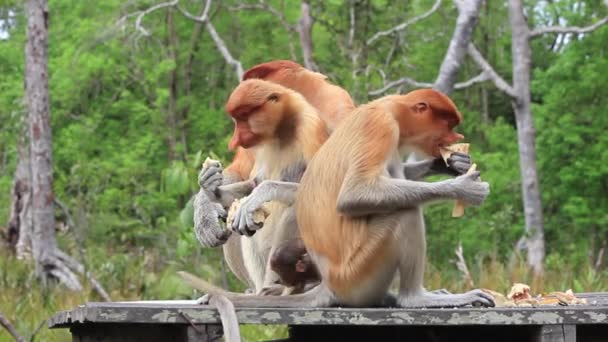 Proboscis Monkeys Feed Animal Sanctuary Labuk Bay Borneo Malaysia — Stock Video