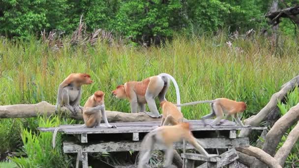 Proboscis Monkeys Foder Djurreservatet Labuk Bay Borneo Malaysia — Stockvideo