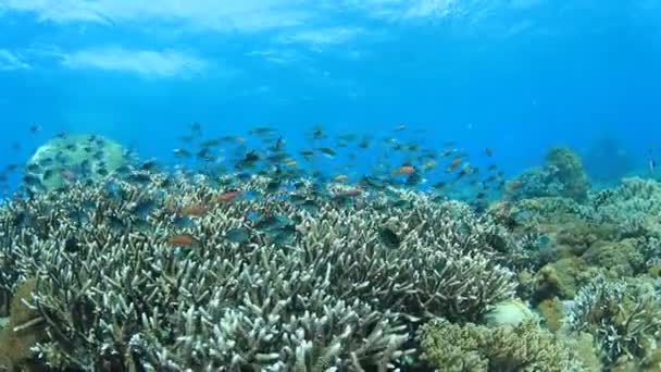 有许多五彩斑斓的鱼的干净的蓝色海底生活 — 图库视频影像